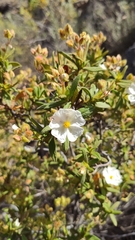 Cistus monspeliensis