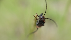 Cantharis marginiventris