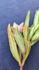 Cistus monspeliensis