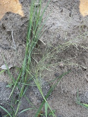 Eragrostis curtipedicellata