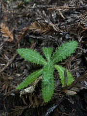 Cirsium brevistylum