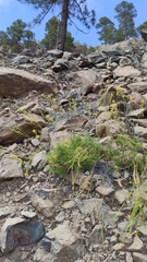 Descurainia preauxiana