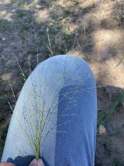 Eragrostis curtipedicellata