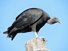 Coragyps atratus