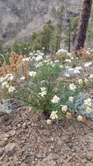 Argyranthemum adauctum canariense