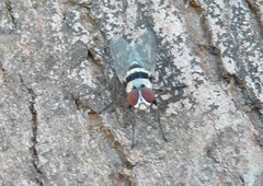 Anthomyia vicarians