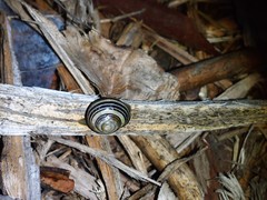 Cepaea nemoralis