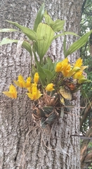 Lycaste aromatica