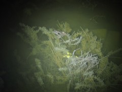 Pelophylax