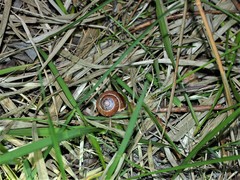 Cepaea nemoralis