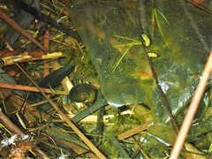 Planorbarius corneus