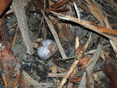 Helix pomatia