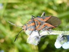 Spilostethus furcula