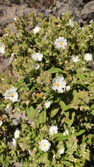 Cistus monspeliensis