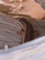 Trachylepis occidentalis