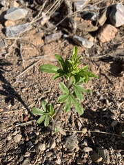 Pediomelum tenuiflorum