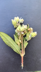 Cistus monspeliensis