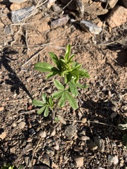 Pediomelum tenuiflorum