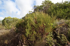 Cliffortia atrata