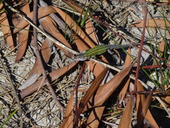 Podarcis carbonelli carbonelli