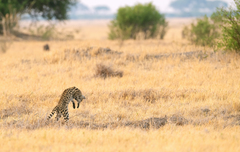 Leptailurus serval serval