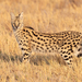 Serval - Photo (c) Morten Ross, some rights reserved (CC BY-NC)