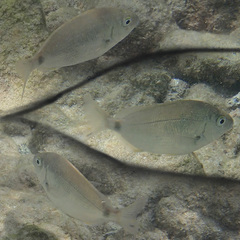 Diplodus annularis