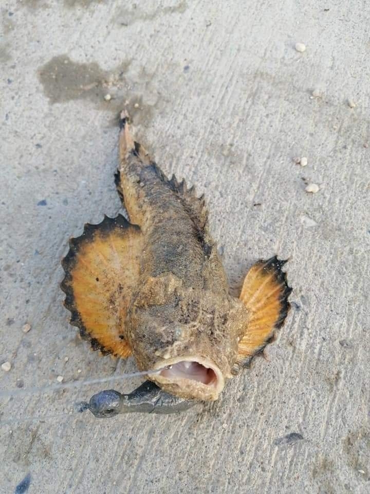 Blackfin Stonefish