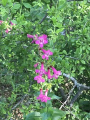 Penstemon triflorus