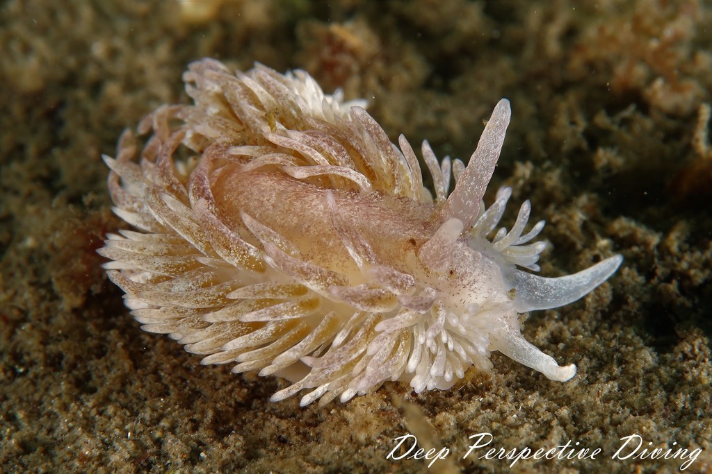 Shag-rug Nudibranch, photo 1 of 9
