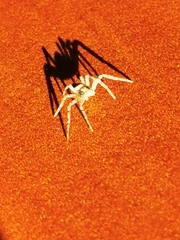 Philodromidae