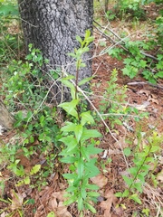 Solidago delicatula