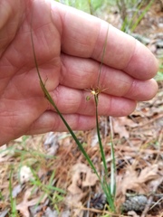 Sisyrinchium elizabethiae