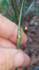 Sisyrinchium elizabethiae
