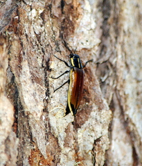 Epistomentis pictus