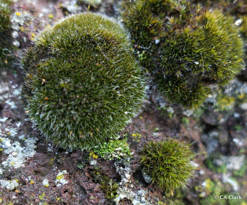 Grimmia longirostris observed 2017-12-14