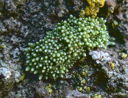 Bryum argenteum observed 2017-12-14