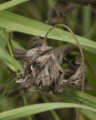 Autographa gamma