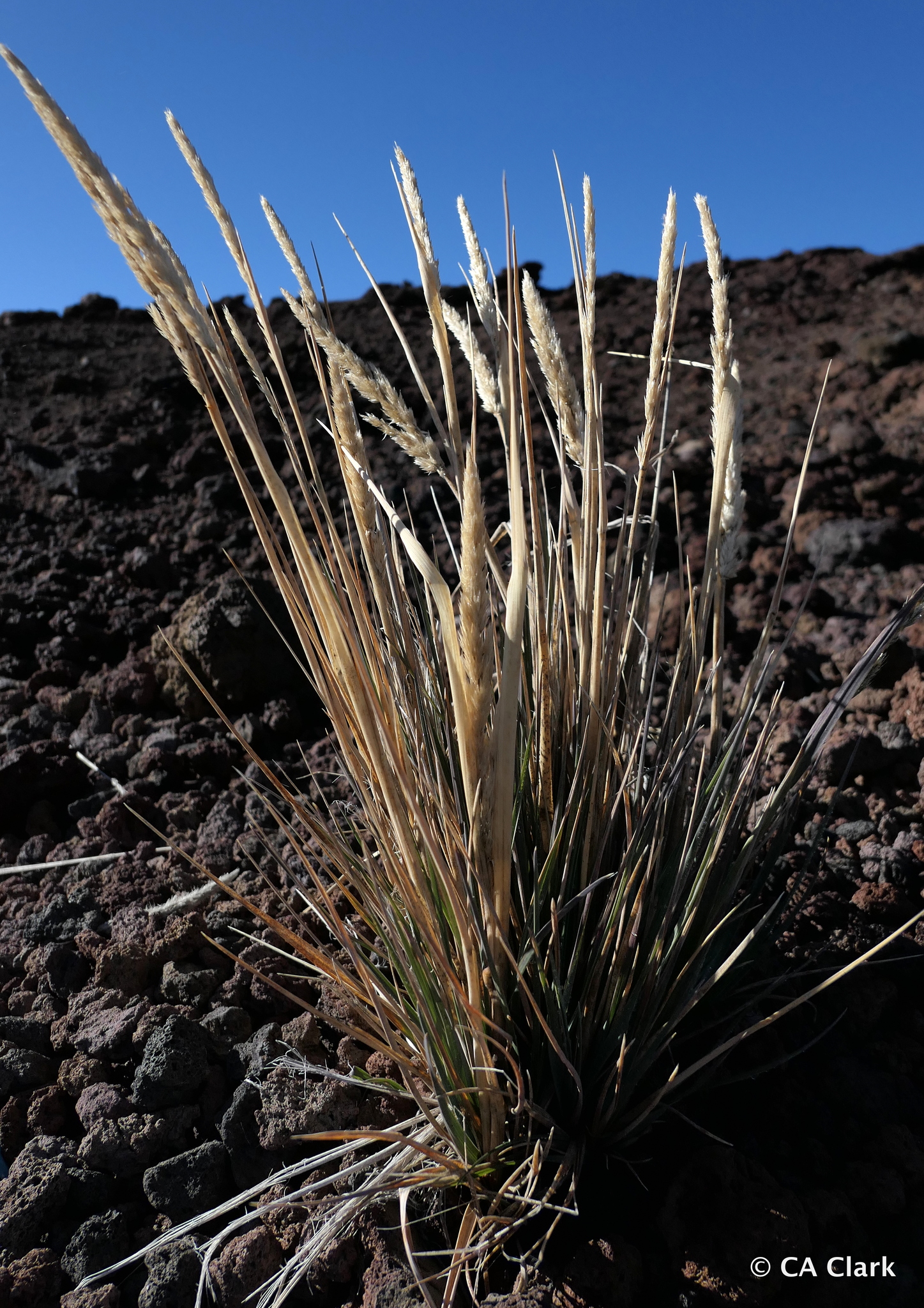 Trisetum glomeratum