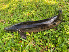 Channa aurolineata