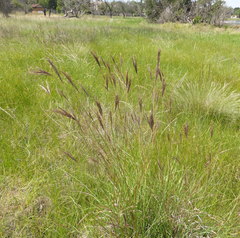 Andropogon appendiculatus