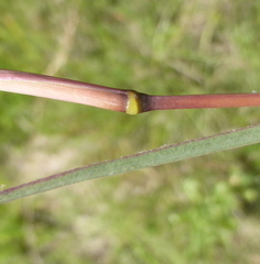 Andropogon appendiculatus
