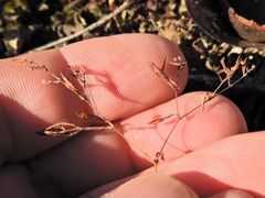 Paronychia fastigiata