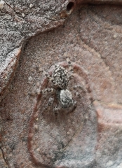 Mexigonus arizonensis