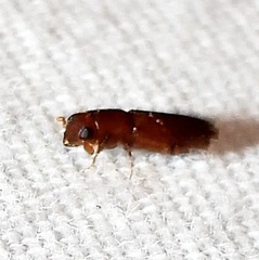 Euplatypus compositus