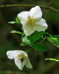 Philadelphus inodorus