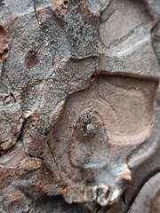 Mexigonus arizonensis