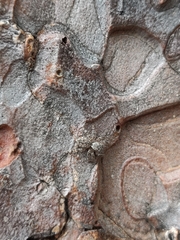 Mexigonus arizonensis