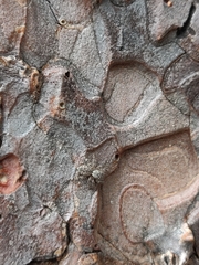 Mexigonus arizonensis