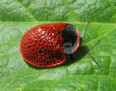 Botanochara impressa